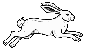 A white hare jumping.