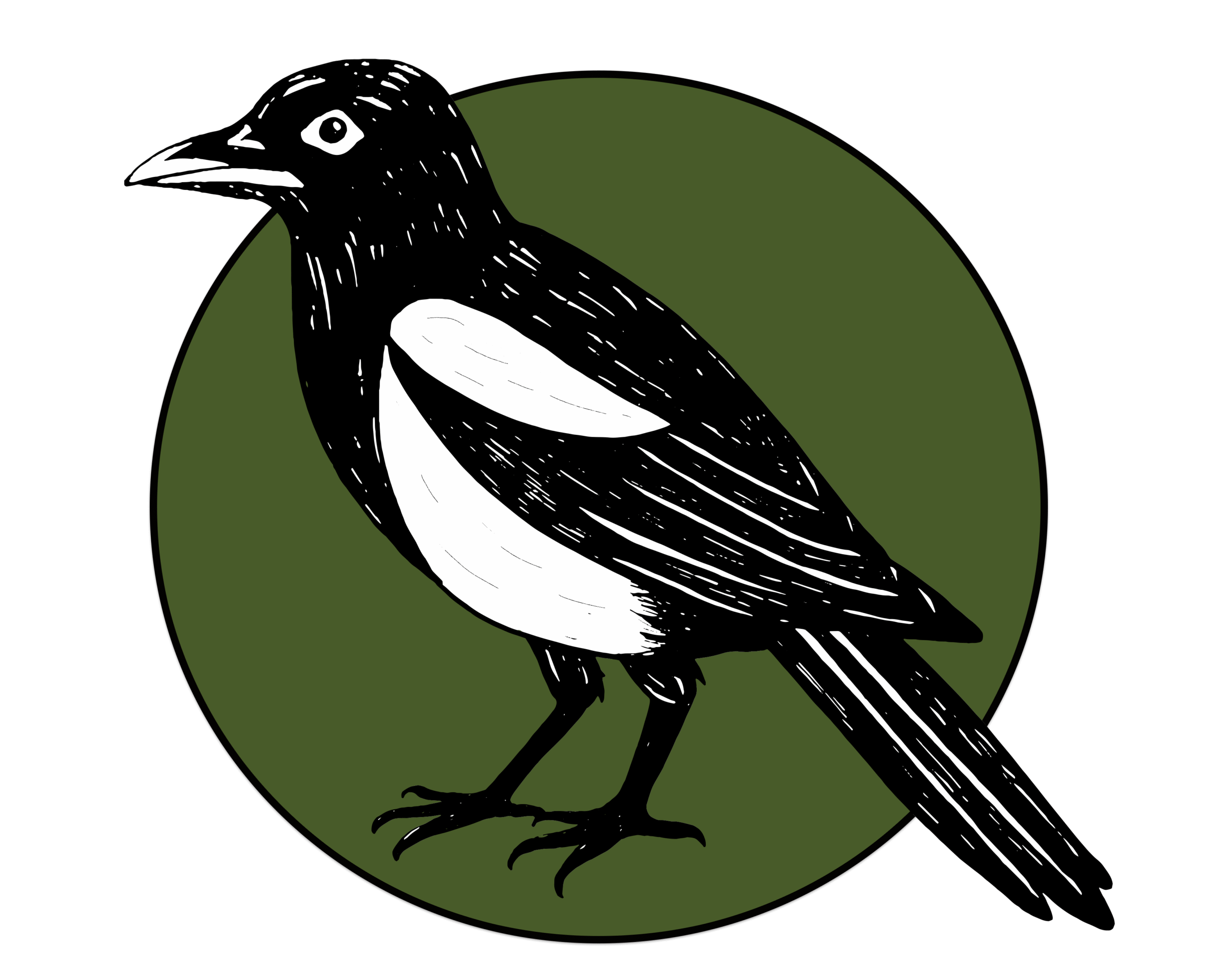 A magpie against a green circle background.